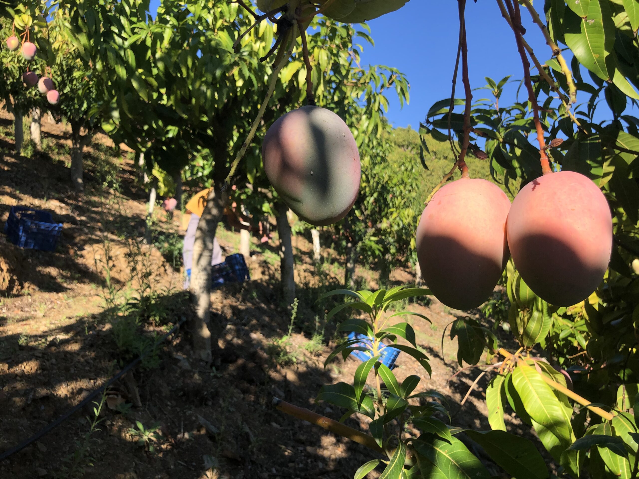 OSTEEN, MALAGUEÑO DE LA PIEL AL HUESO CAMPO MANGO scaled