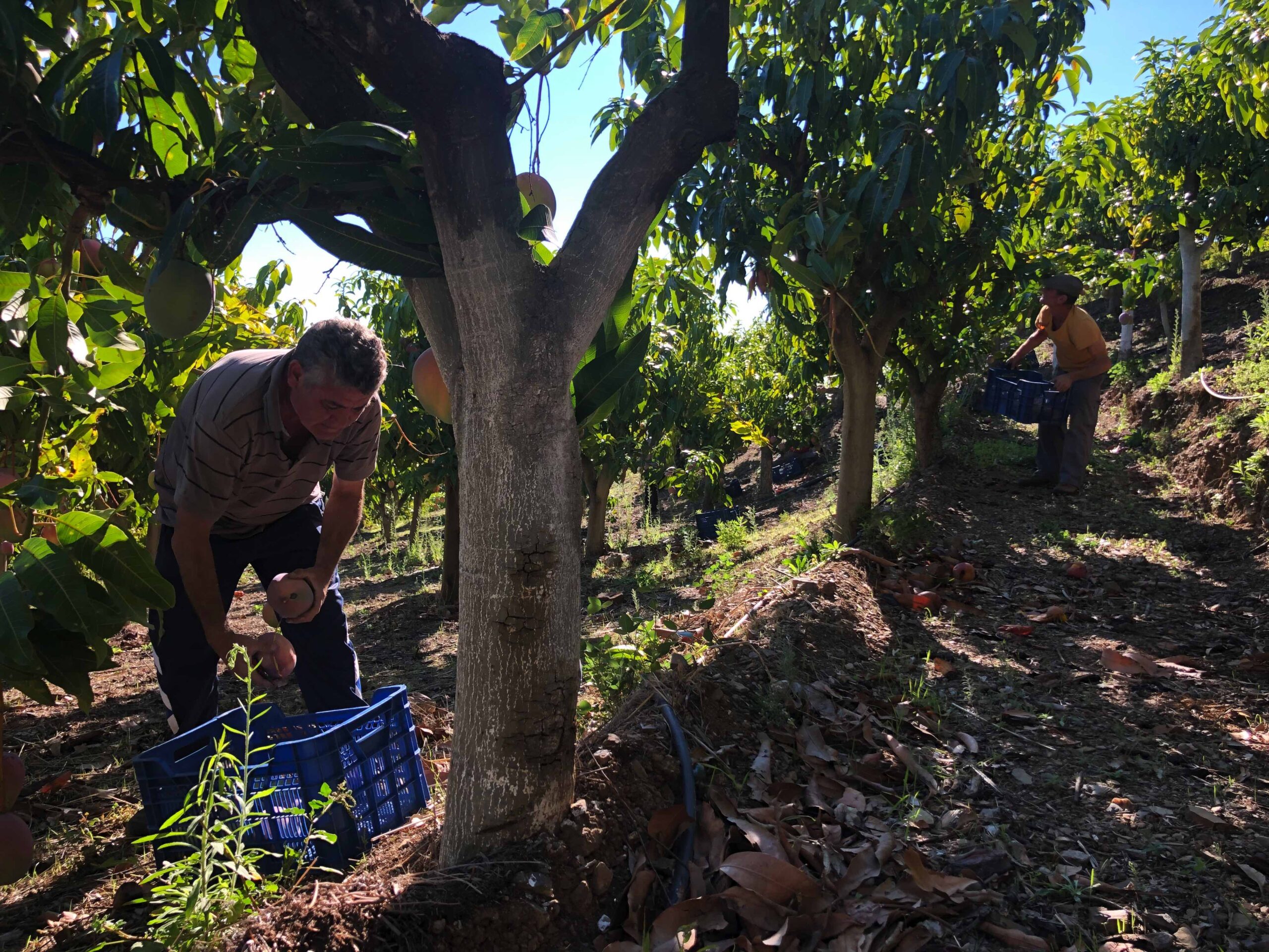 RIEGO INTELIGENTE Y OPTIMIZACIÓN DE RECURSOS Campo mangos riego scaled